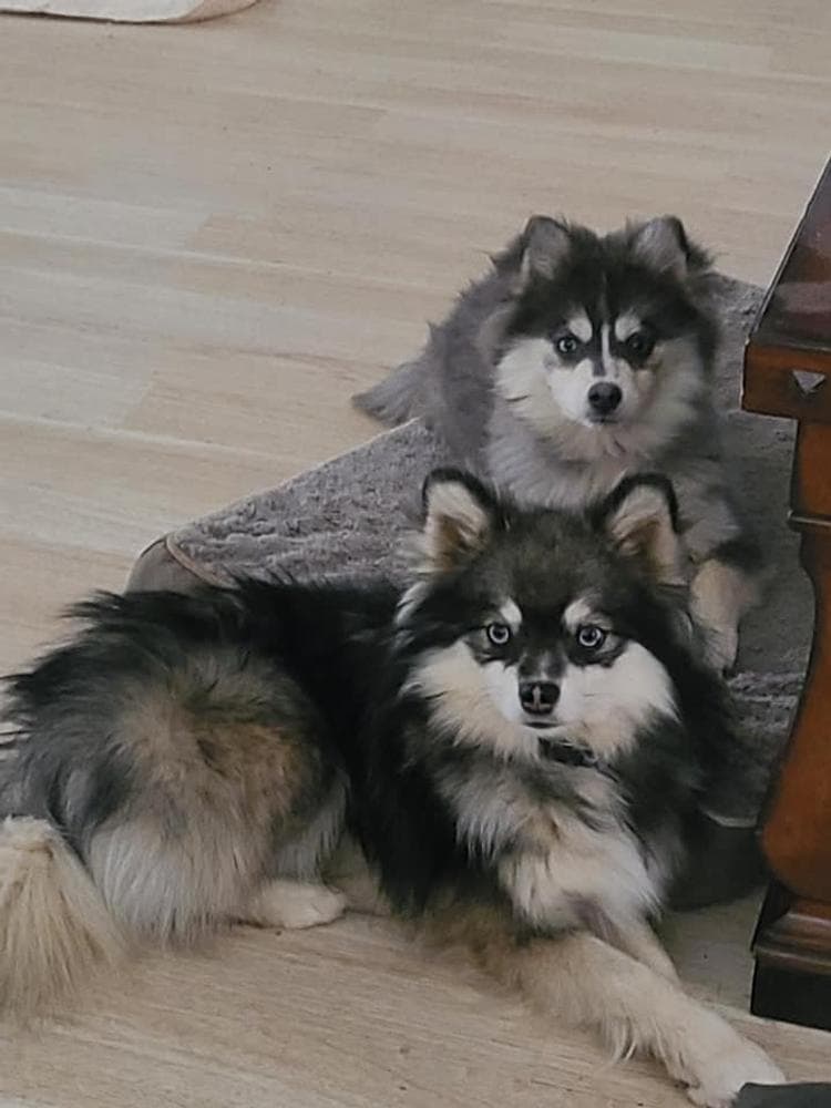 Remy breeder image 10