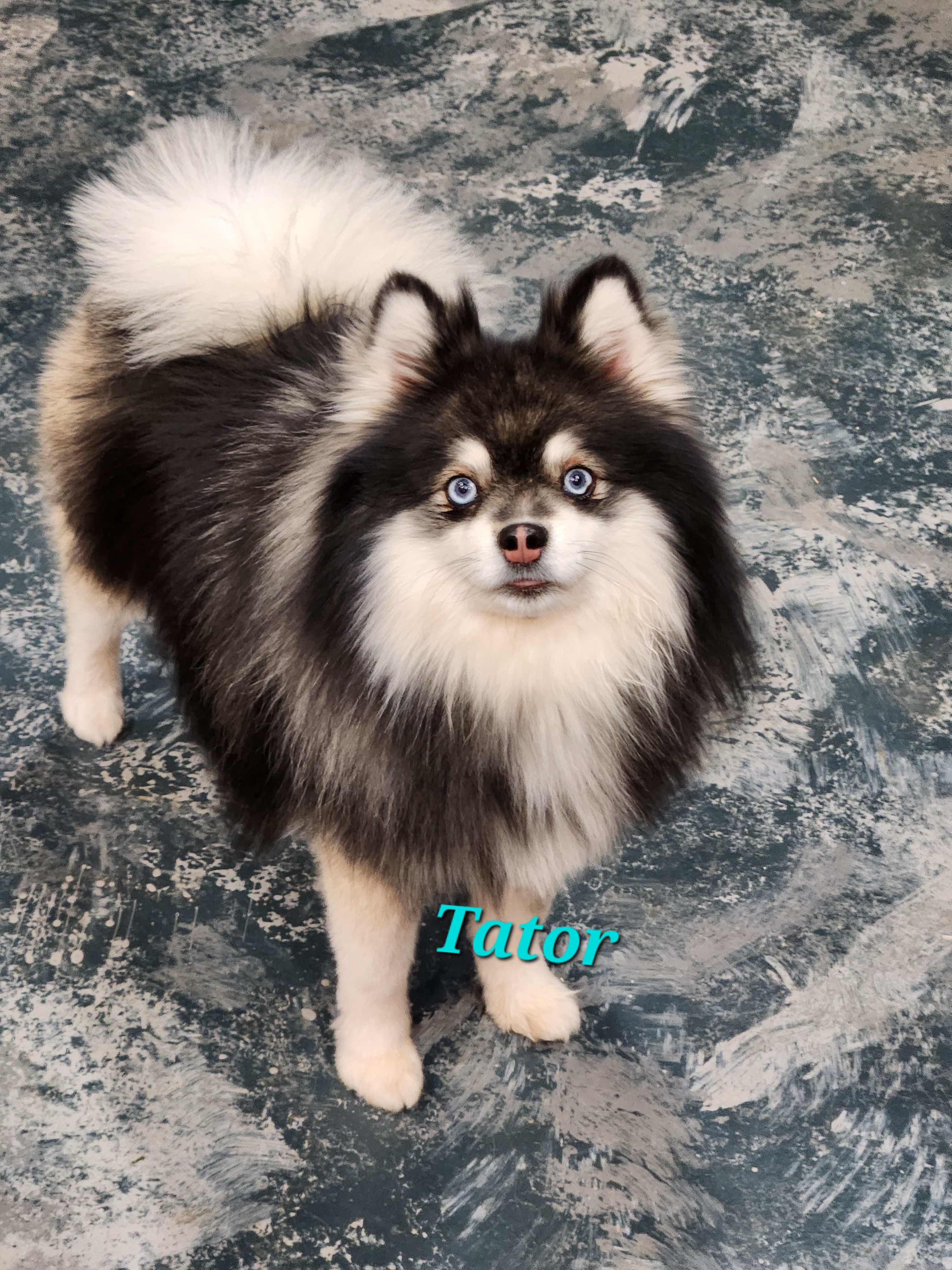Remy breeder image 15