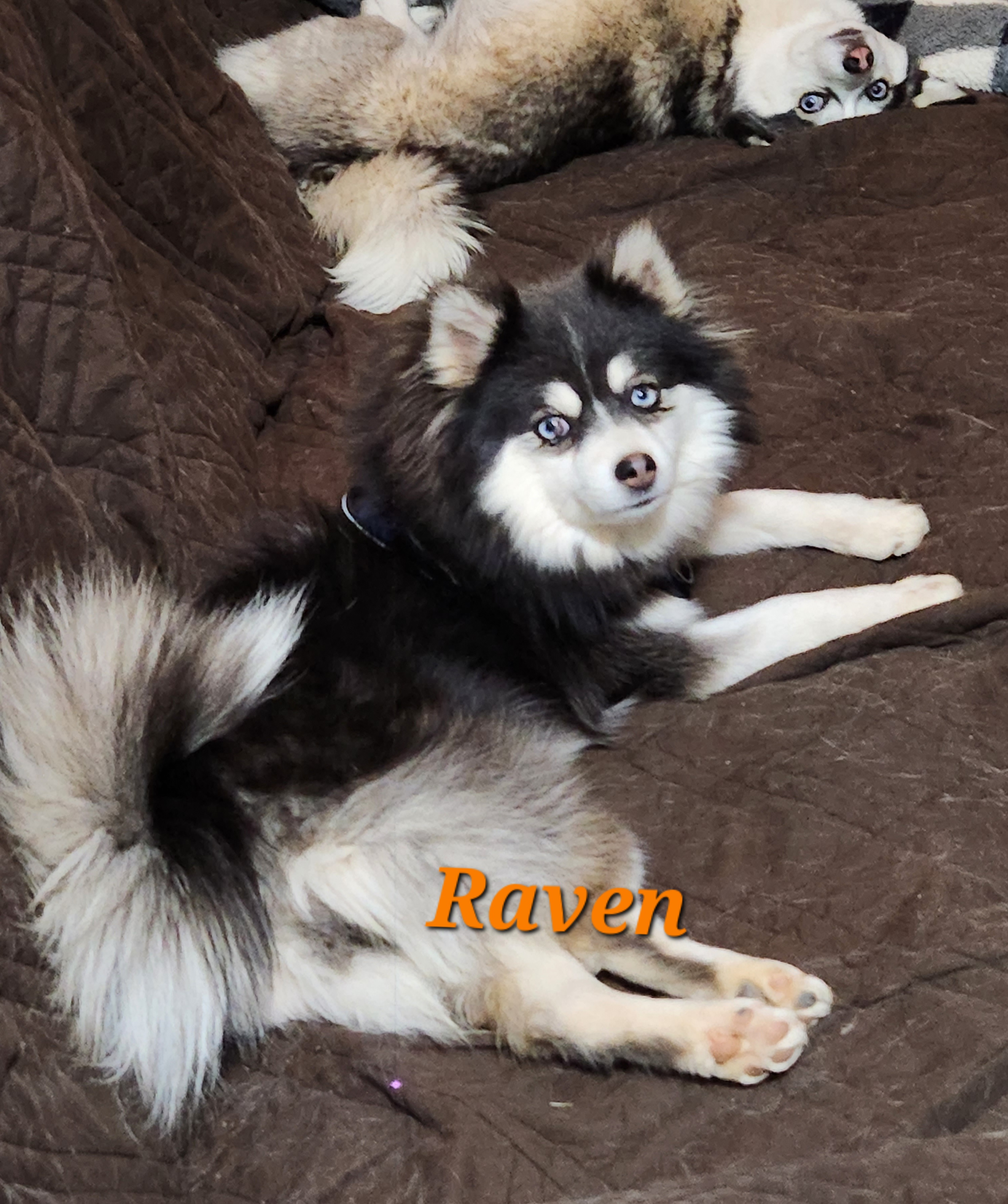 Remy breeder image 20