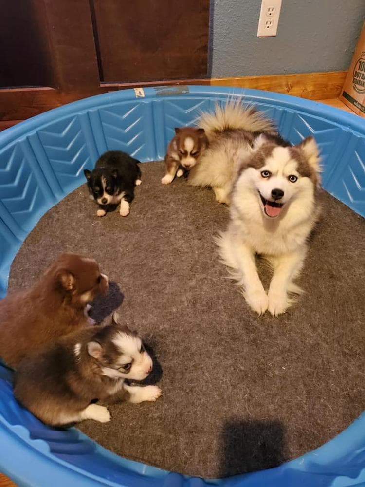 Remy breeder image 5