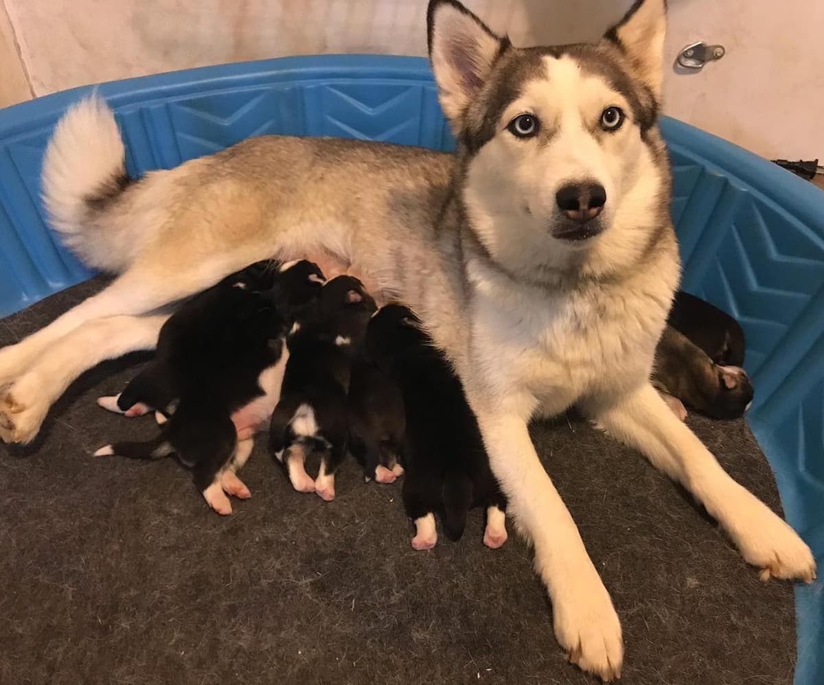 Remy breeder image 6