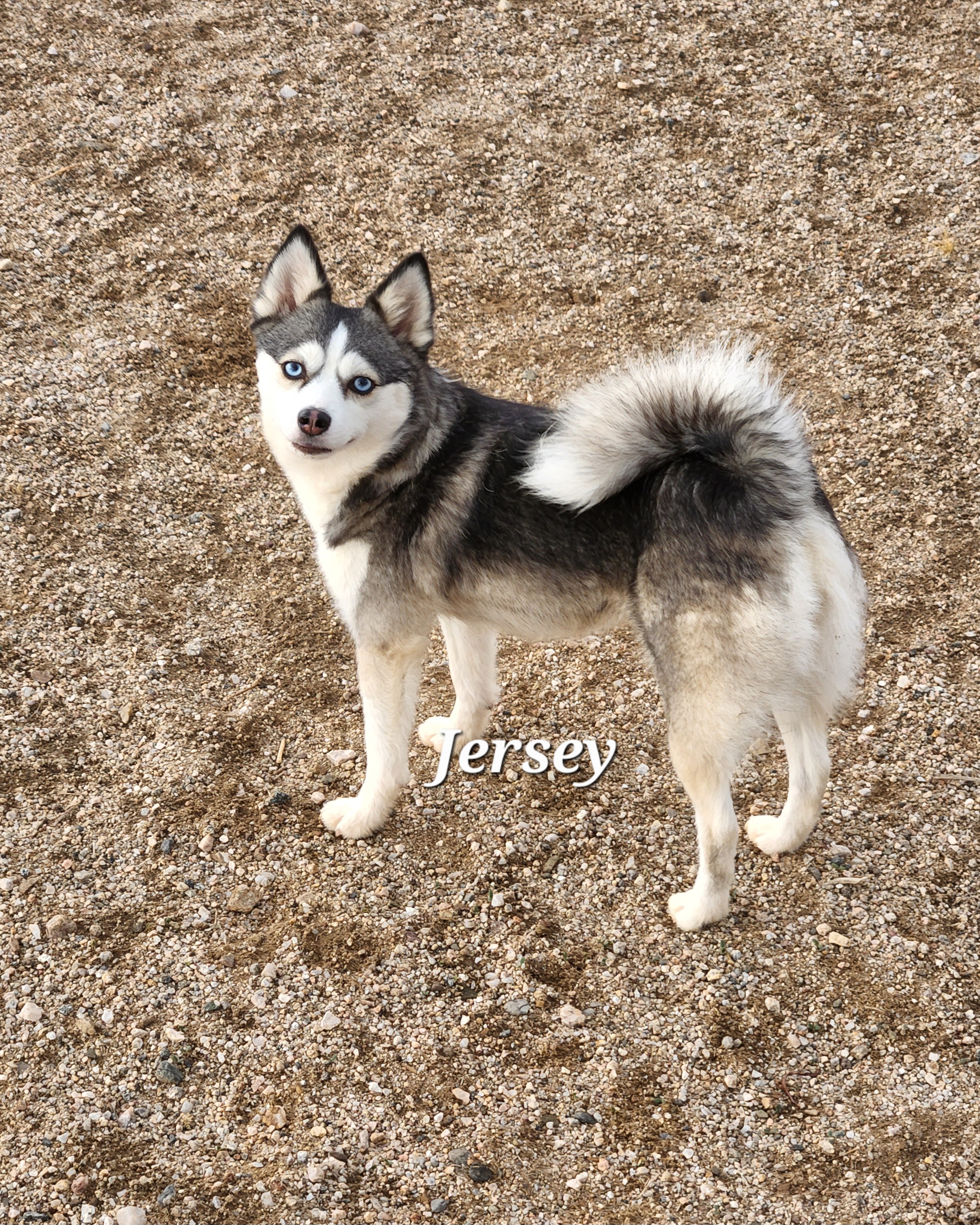 Remy breeder image 8