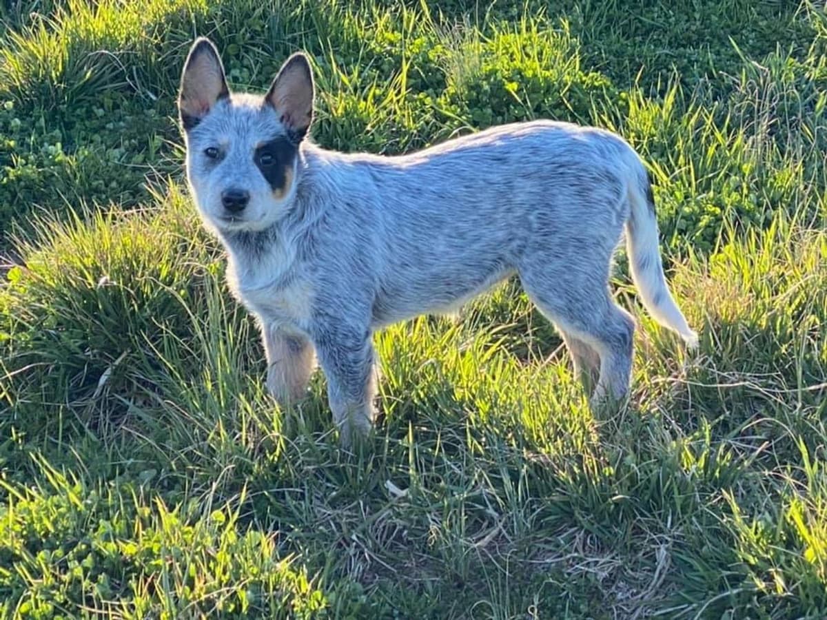 Lue Lue - Male 2 breeder image 44
