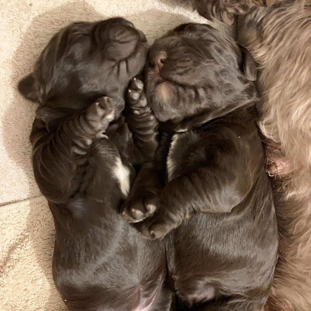 Georgia breeder image 7