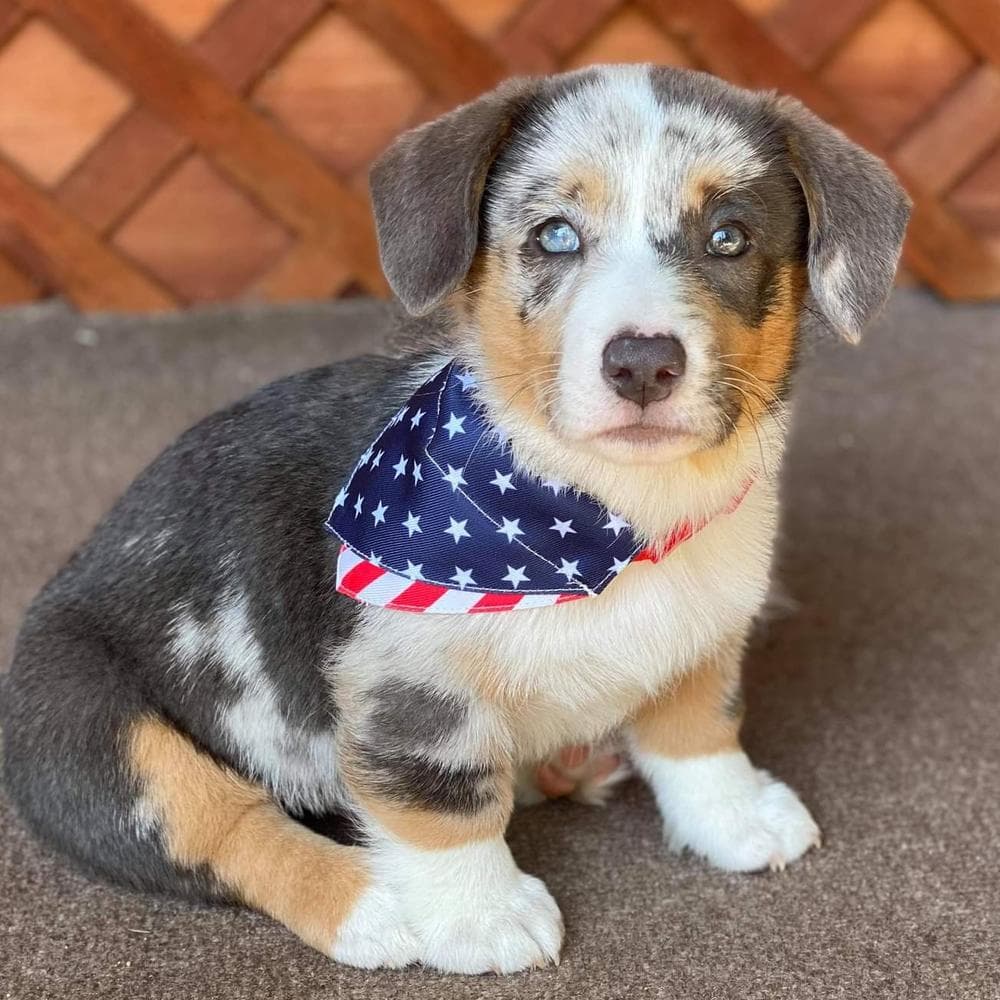 Boy 1 breeder image 5