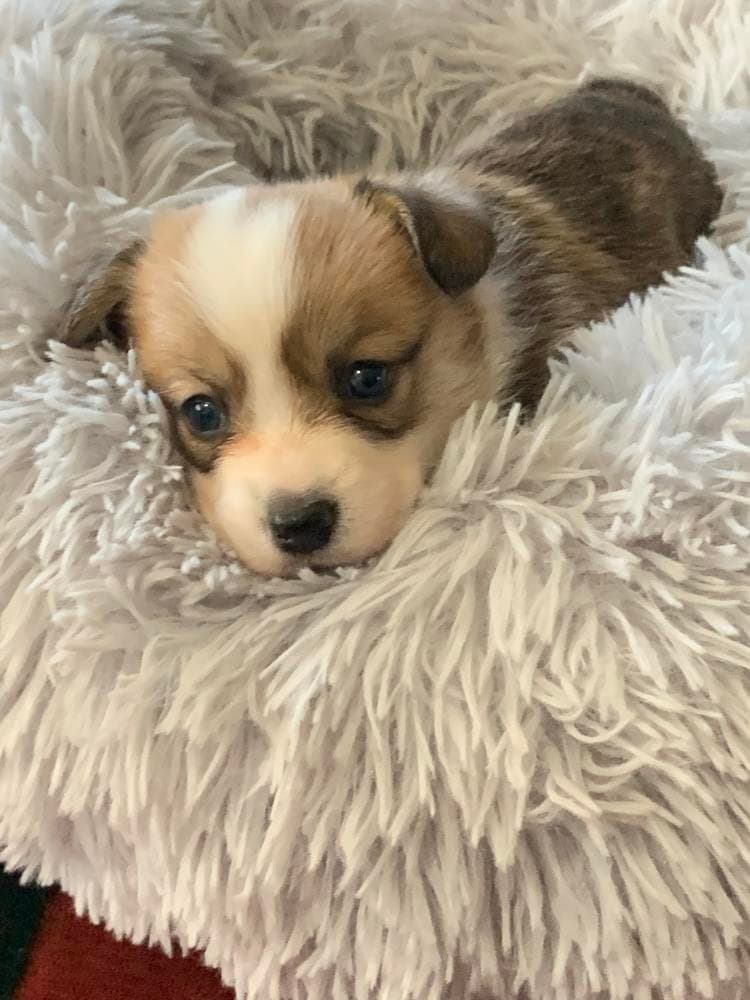 Willow AKC registered breeder image 12