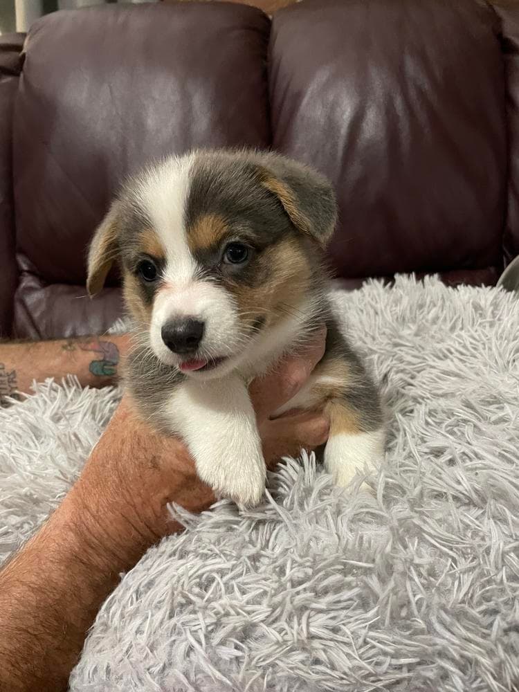 Willow AKC registered breeder image 18