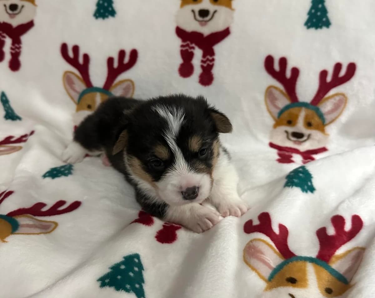 Willow AKC registered breeder image 19