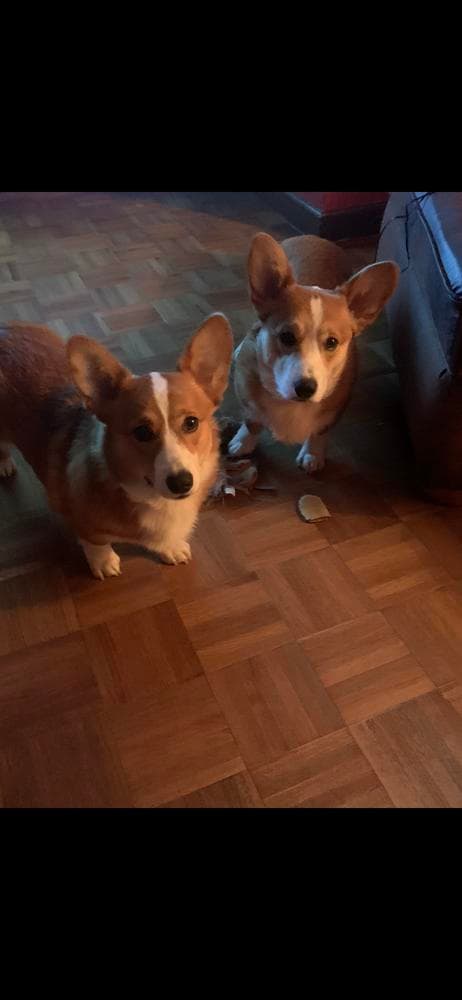 Willow AKC registered breeder image 21