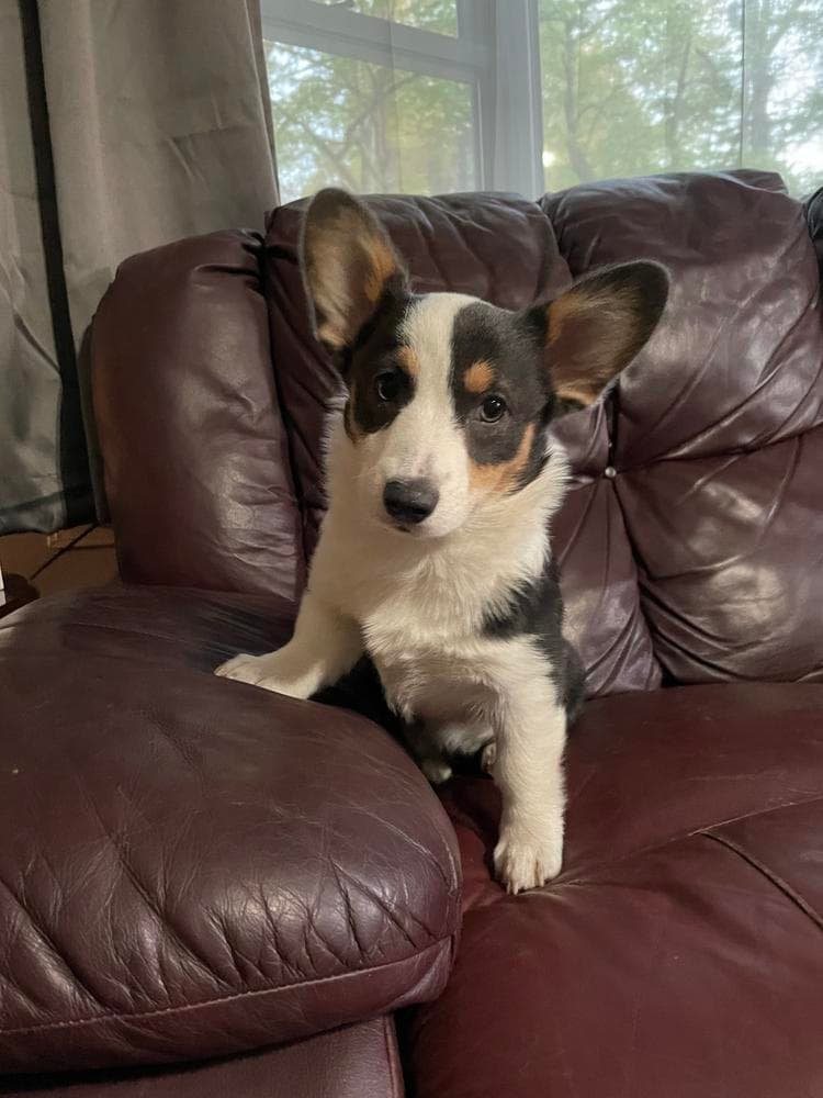 Willow AKC registered breeder image 23