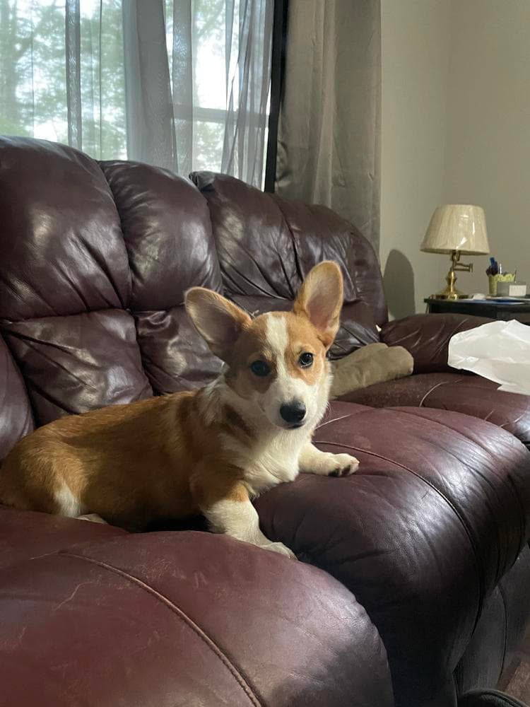 Willow AKC registered breeder image 24