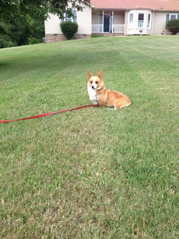 Willow AKC registered breeder image 25
