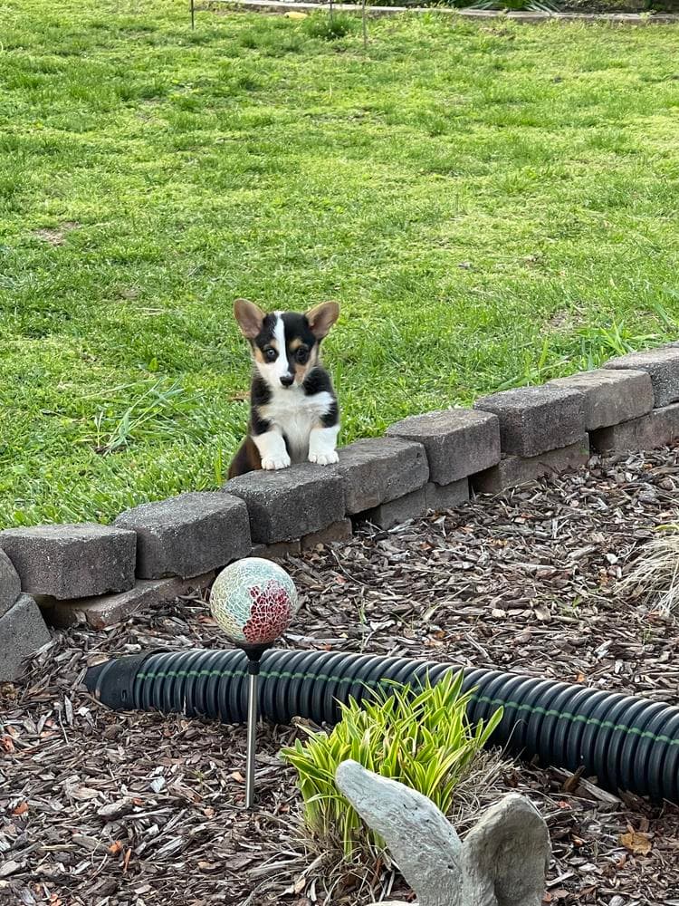 Willow AKC registered breeder image 29
