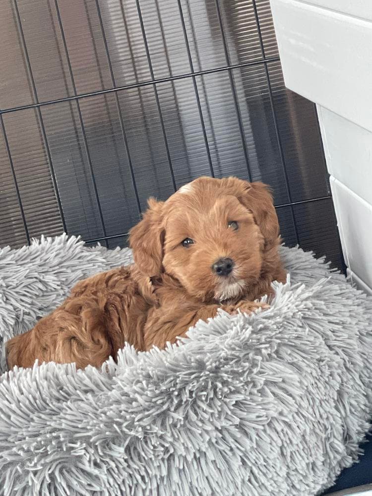 Boy 1 breeder image 5