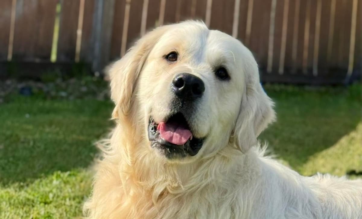Boy 4 breeder image 4