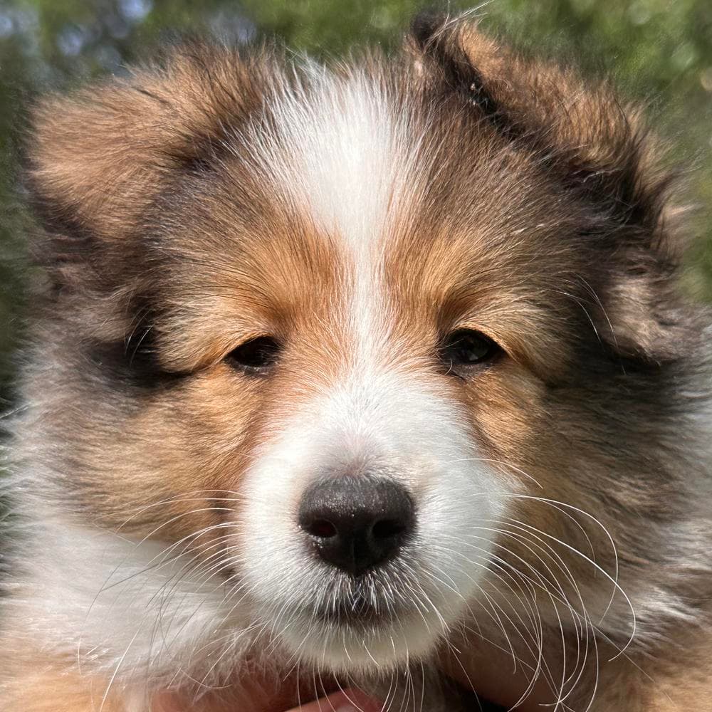 Livie breeder image 5