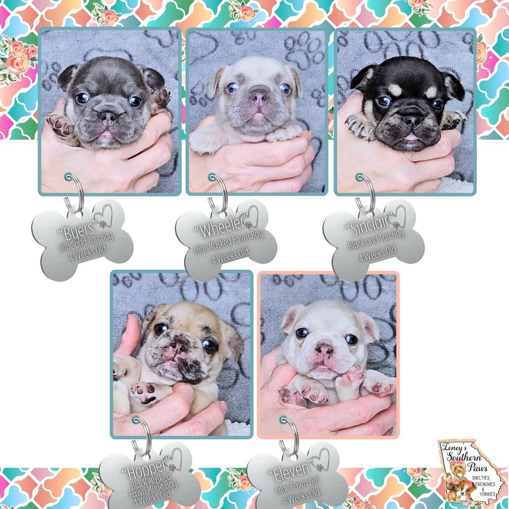 Girl 3 - Glory breeder image 5