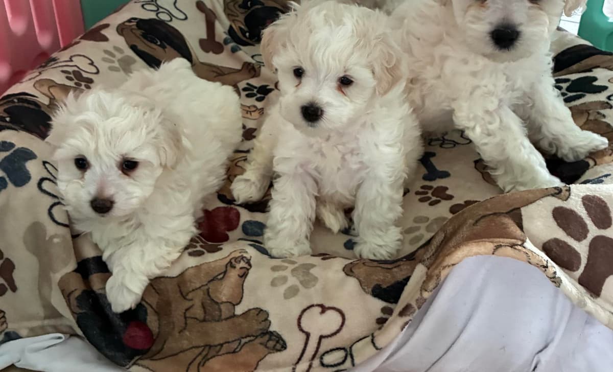 Very small playful AKC Shihtzu breeder image 1