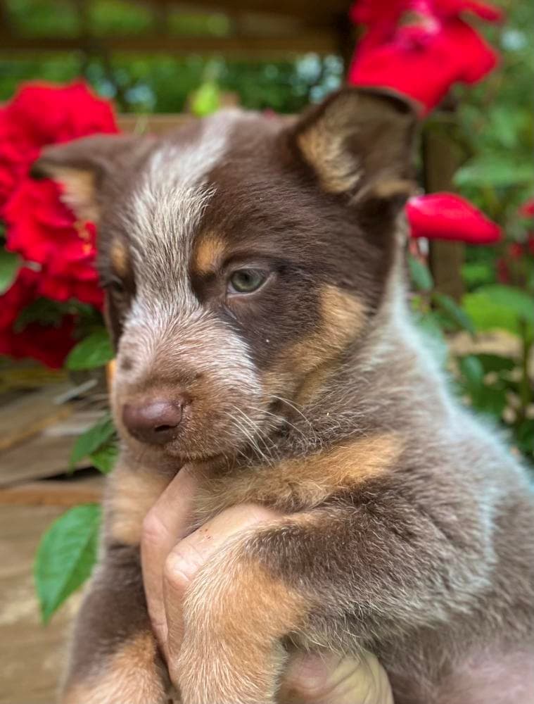 Boy 2 breeder image 7