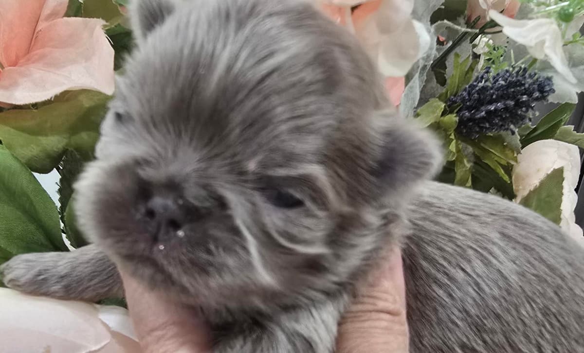 Girl 1 breeder image 1