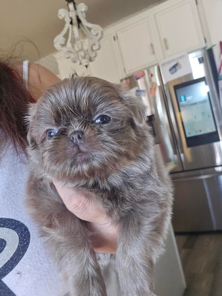 Girl 1 breeder image 10