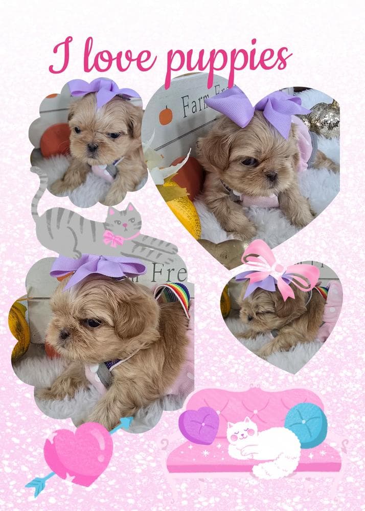 Girl 1 breeder image 16
