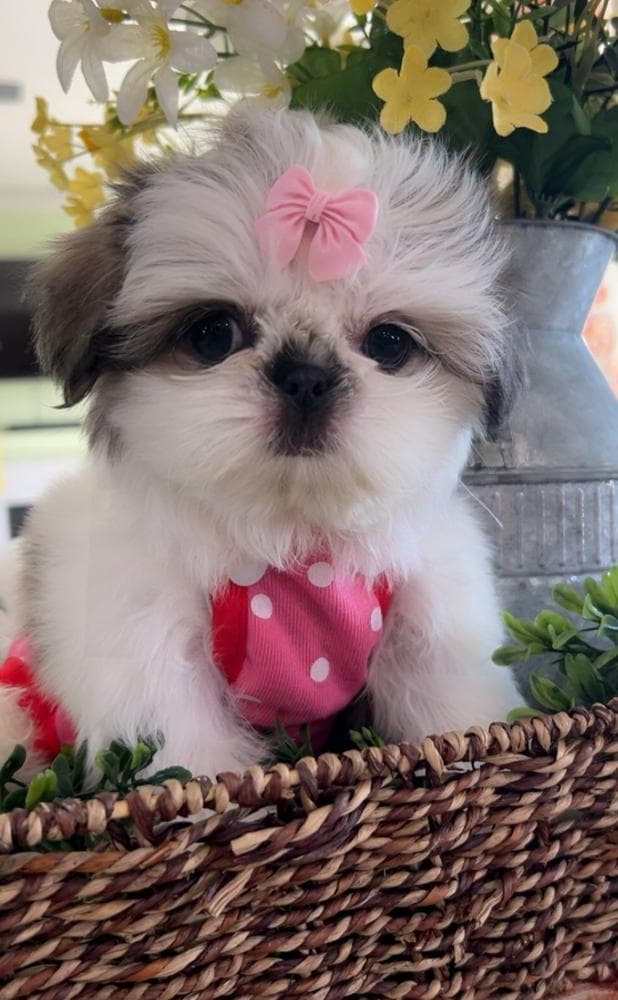 Girl 1 breeder image 18