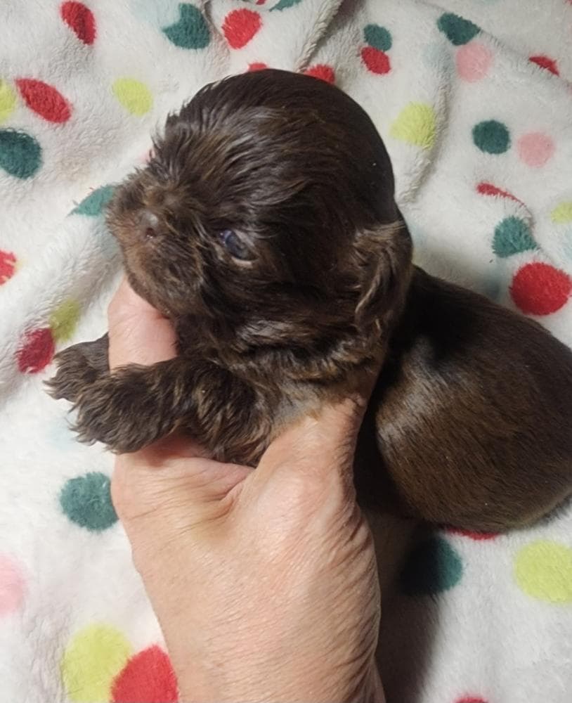 Girl 1 breeder image 19