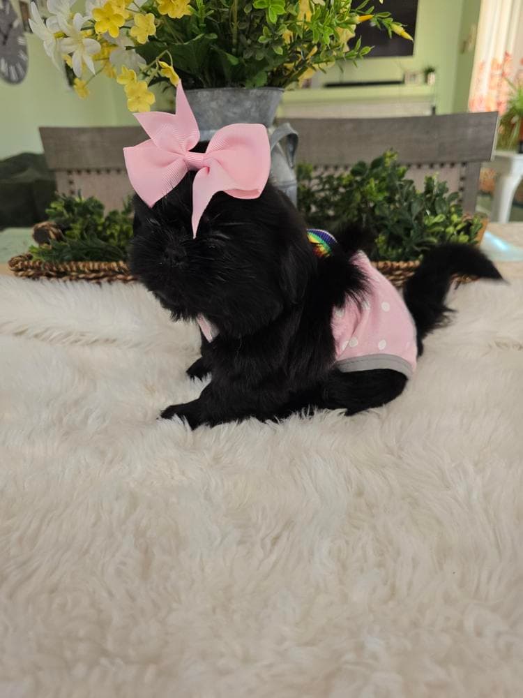 Girl 1 breeder image 22