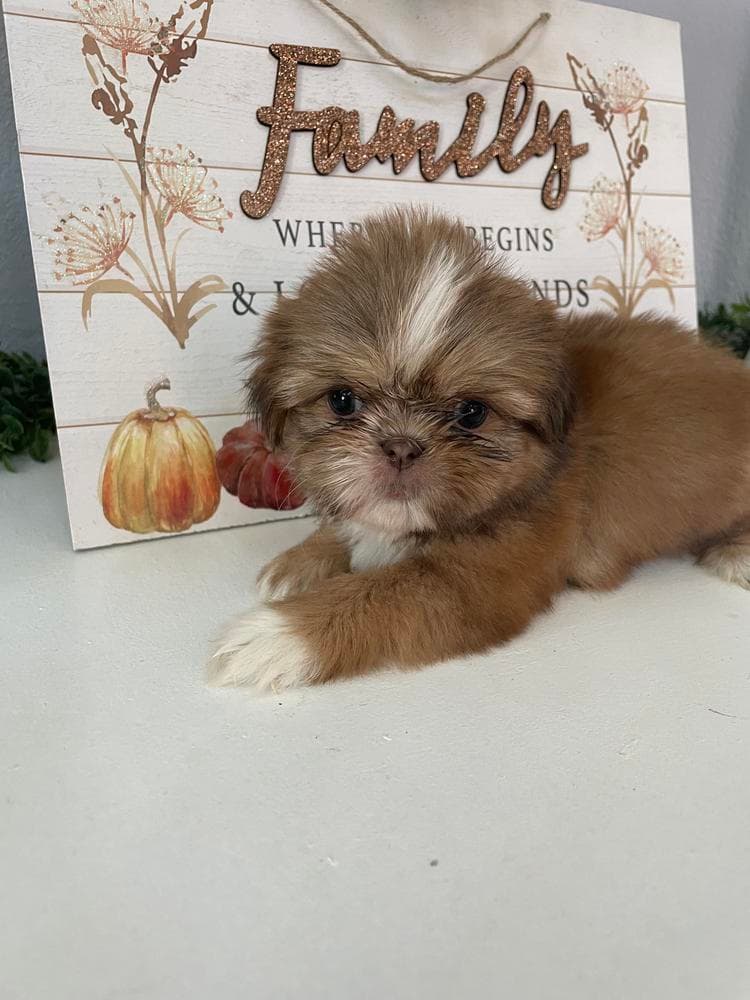 Girl 1 breeder image 24