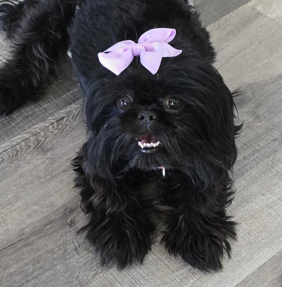 Girl 1 breeder image 28