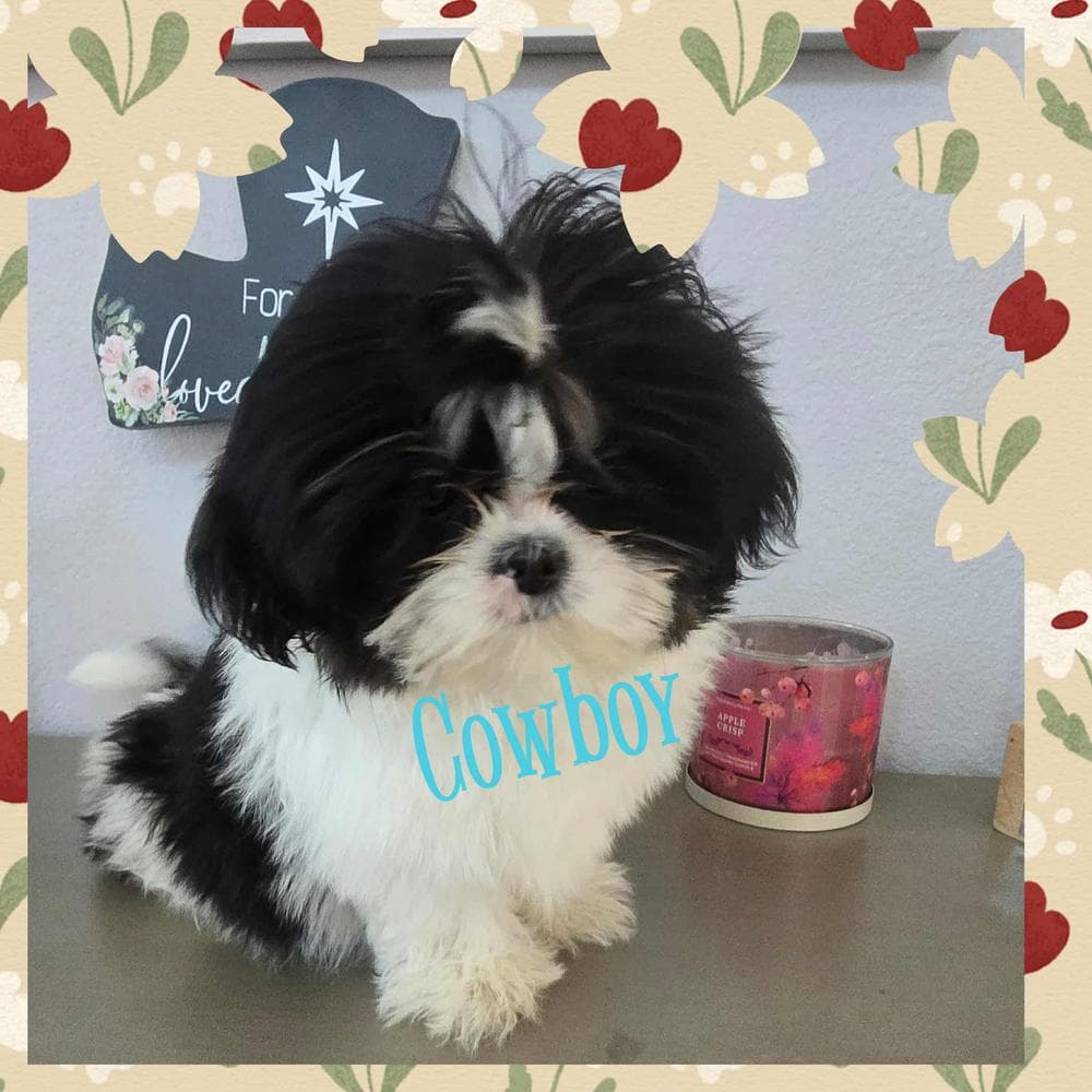 Girl 1 breeder image 30