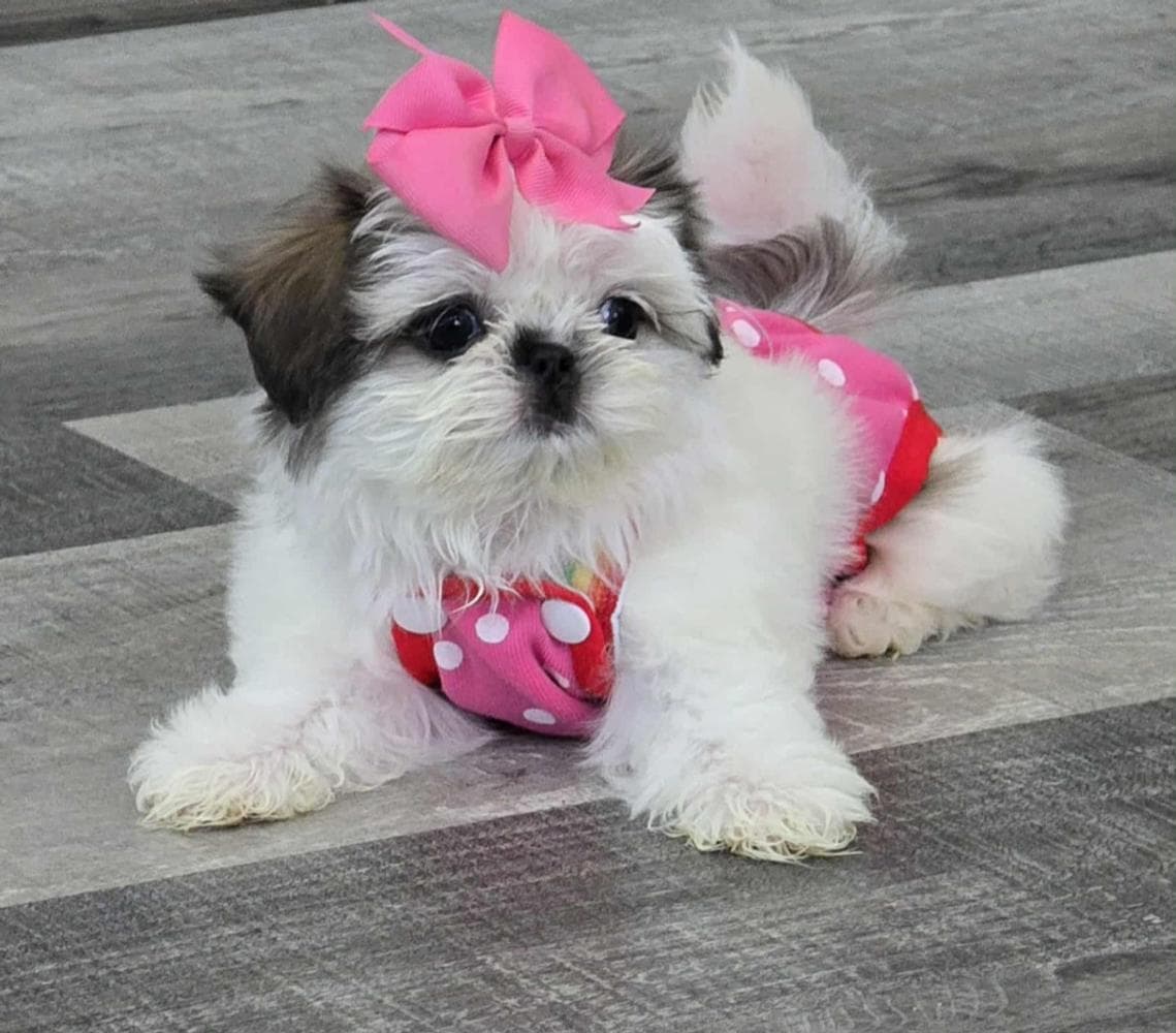 Girl 1 breeder image 5