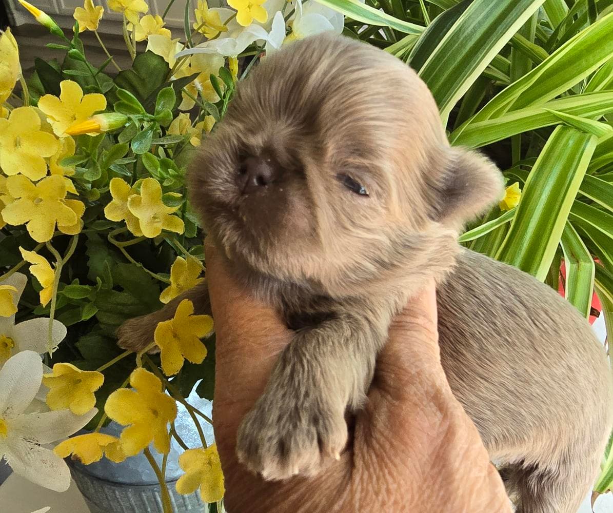 Girl 1 breeder image 8