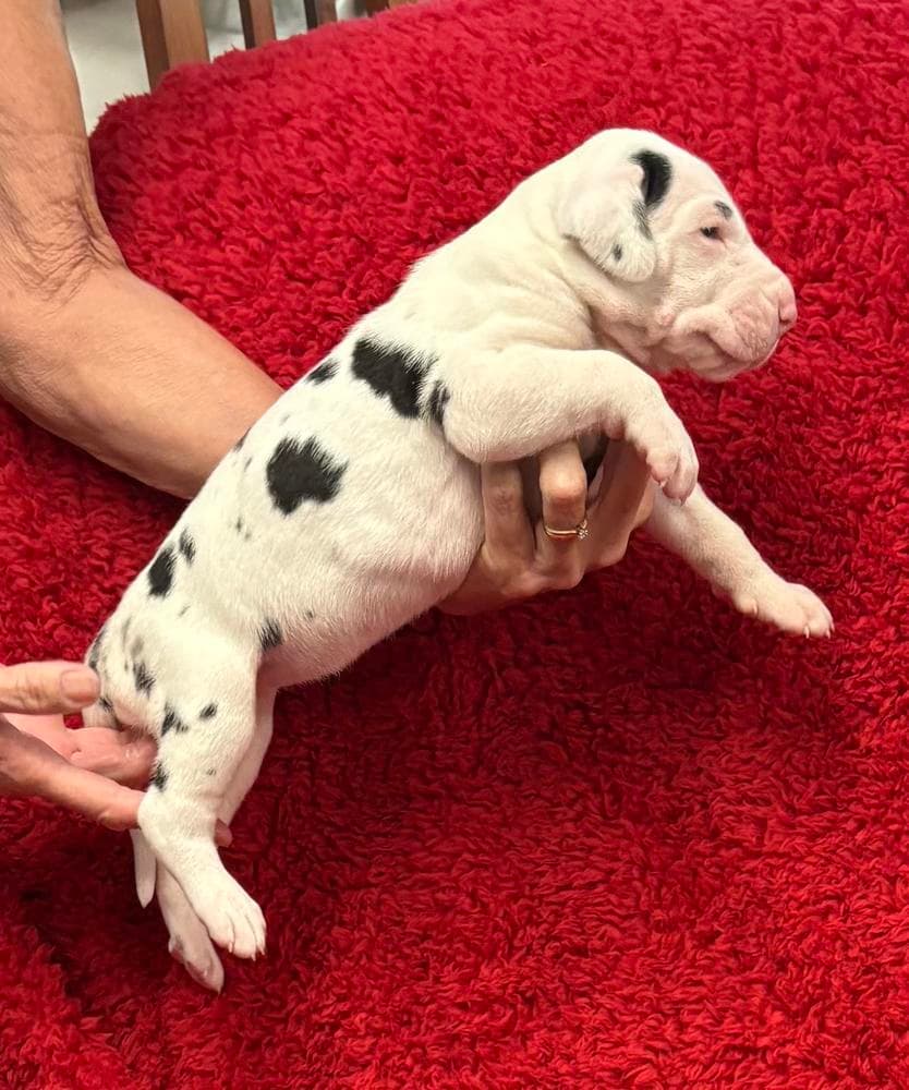 Mantle girl 3 breeder image 15