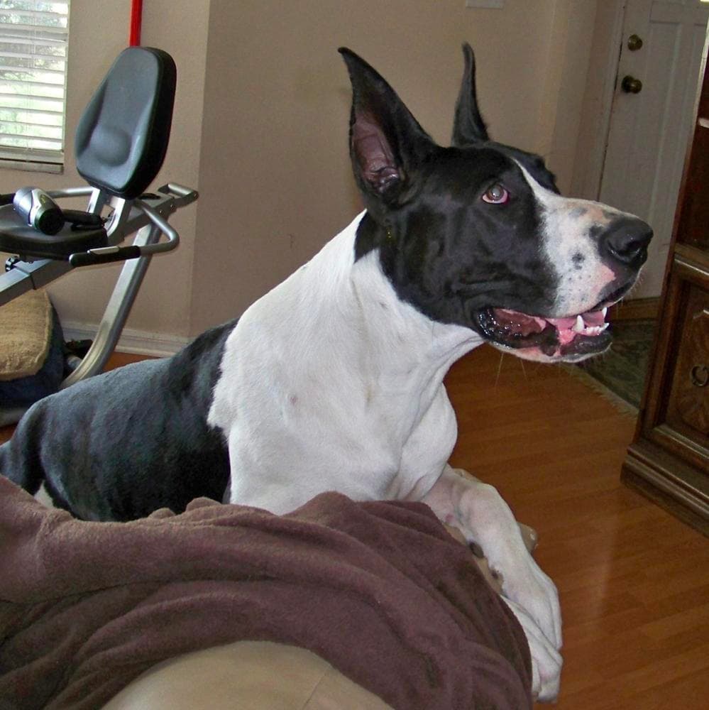 Mantle girl 3 breeder image 2