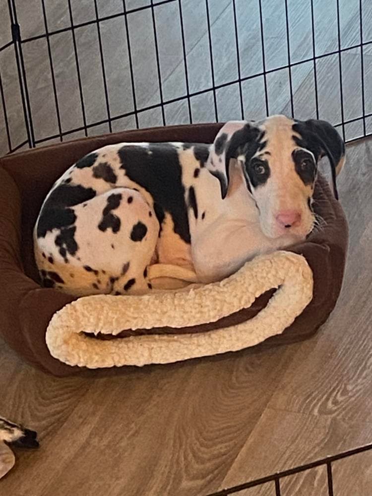 Mantle girl 3 breeder image 28