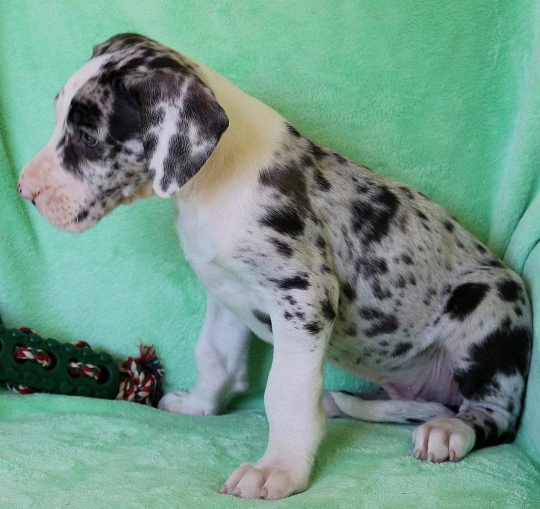 Mantle girl 3 breeder image 6