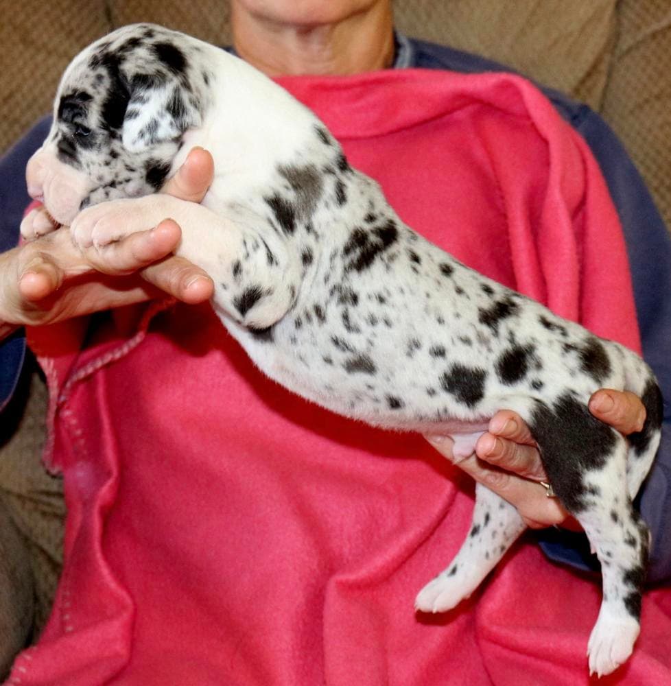 Mantle girl 3 breeder image 7