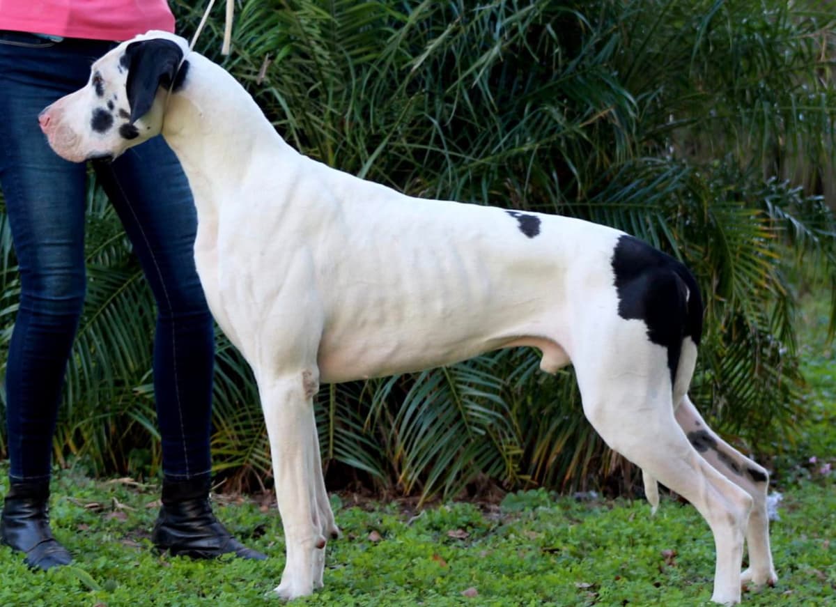 Mantle girl 3 breeder image 9