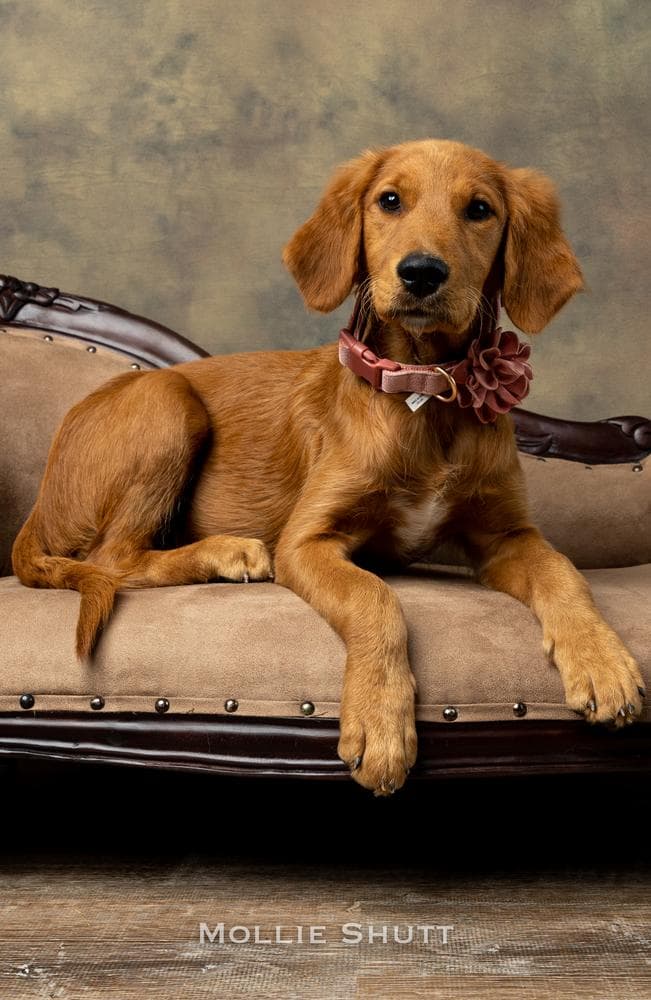 S'mores breeder image 3