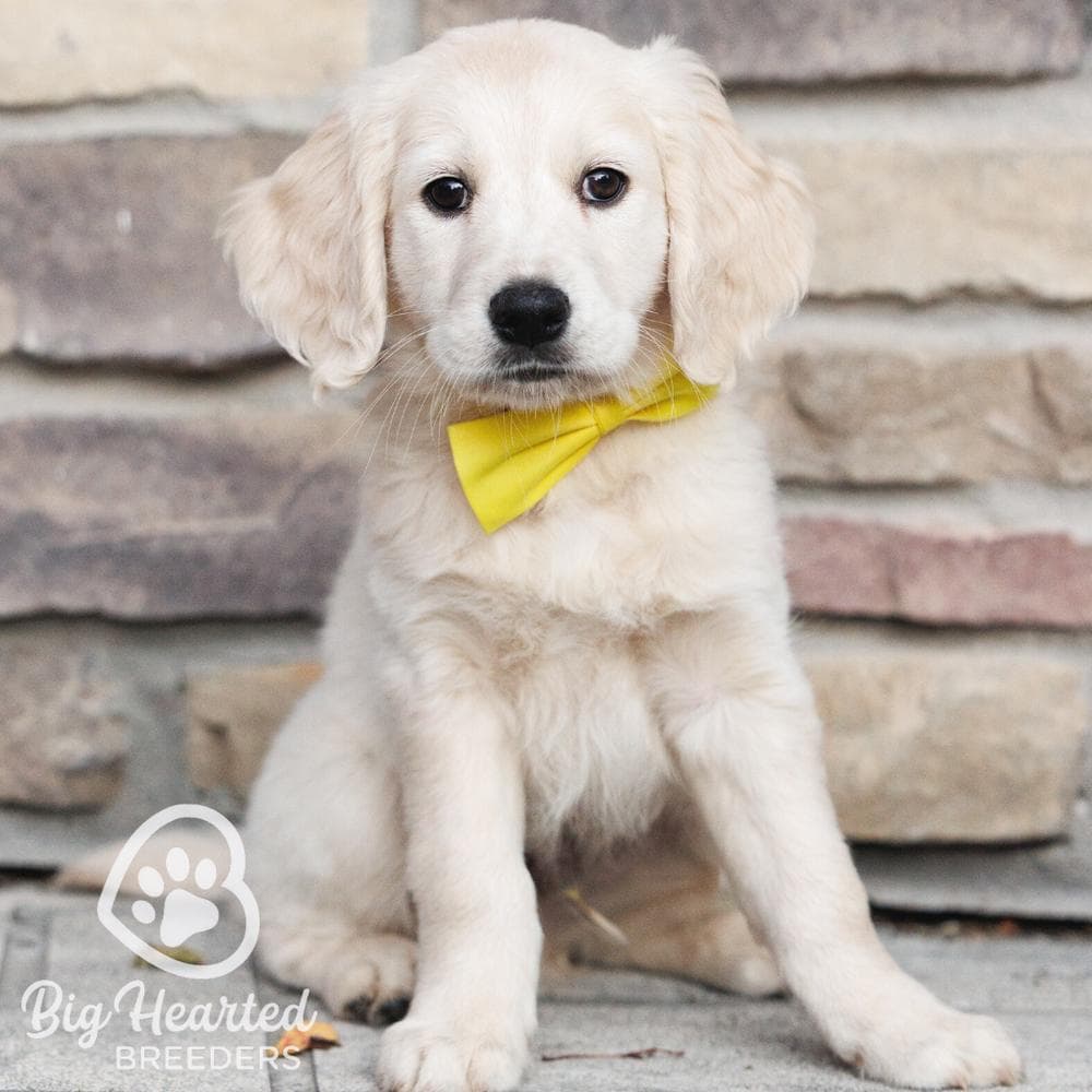 S'mores breeder image 9