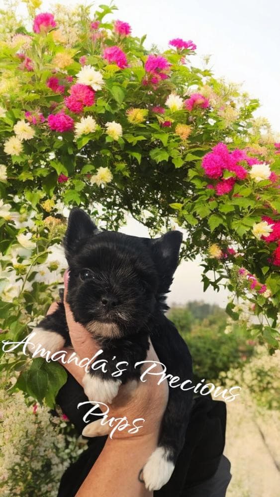 Mia breeder image 10