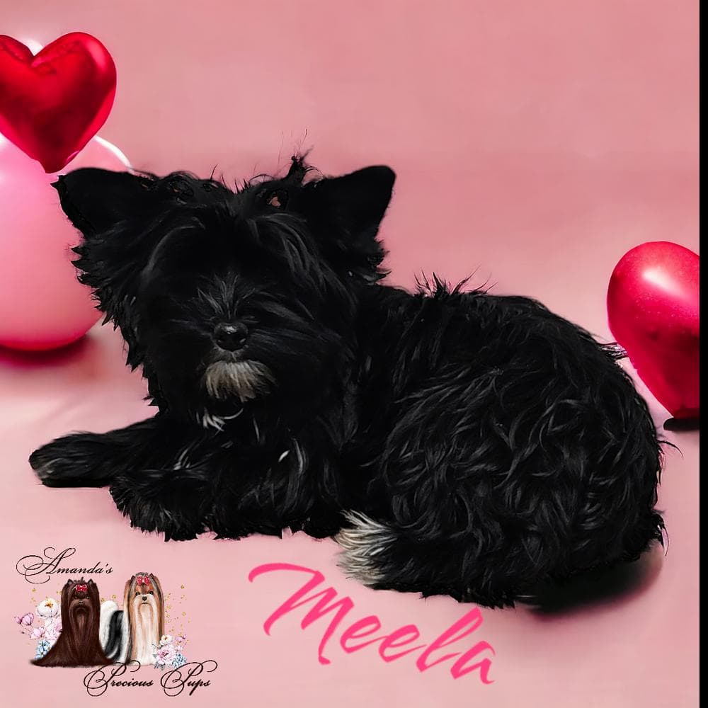 Mia breeder image 15