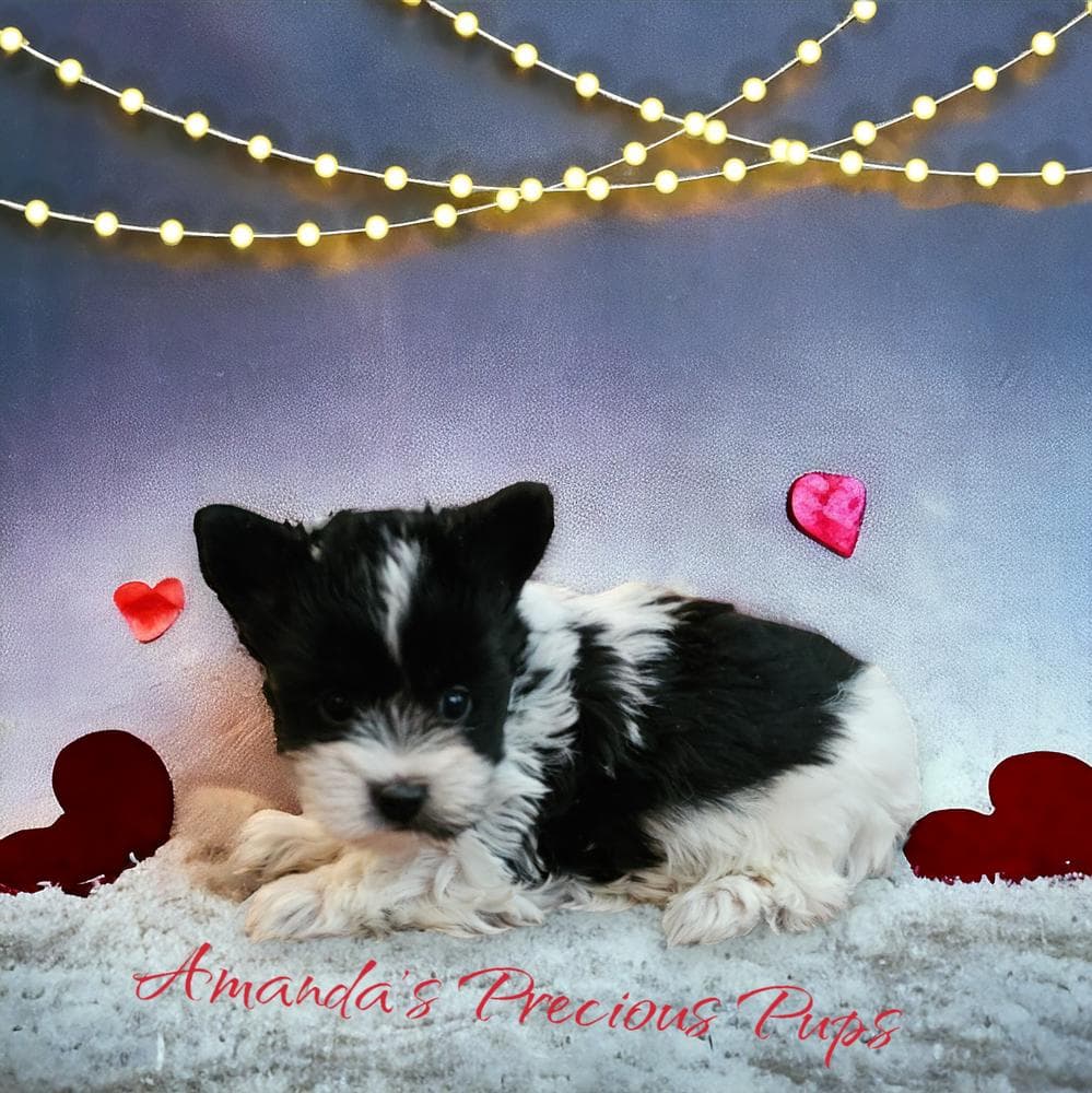 Mia breeder image 16