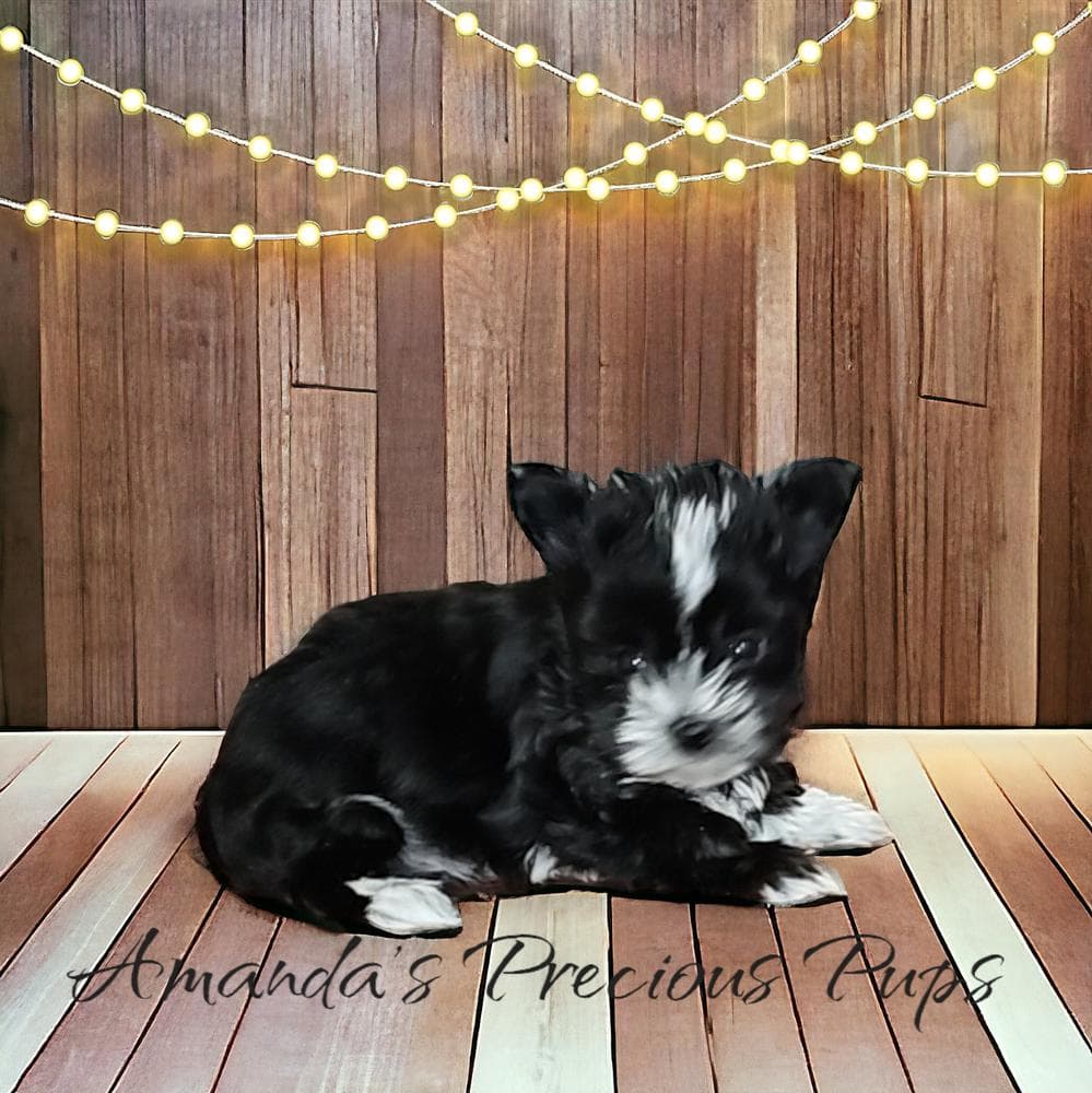 Mia breeder image 18