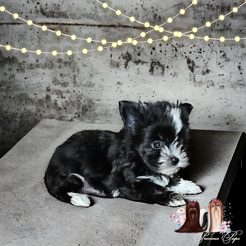 Mia breeder image 21