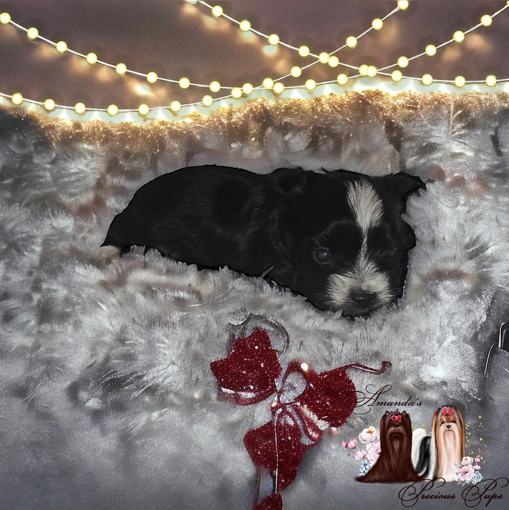 Mia breeder image 23