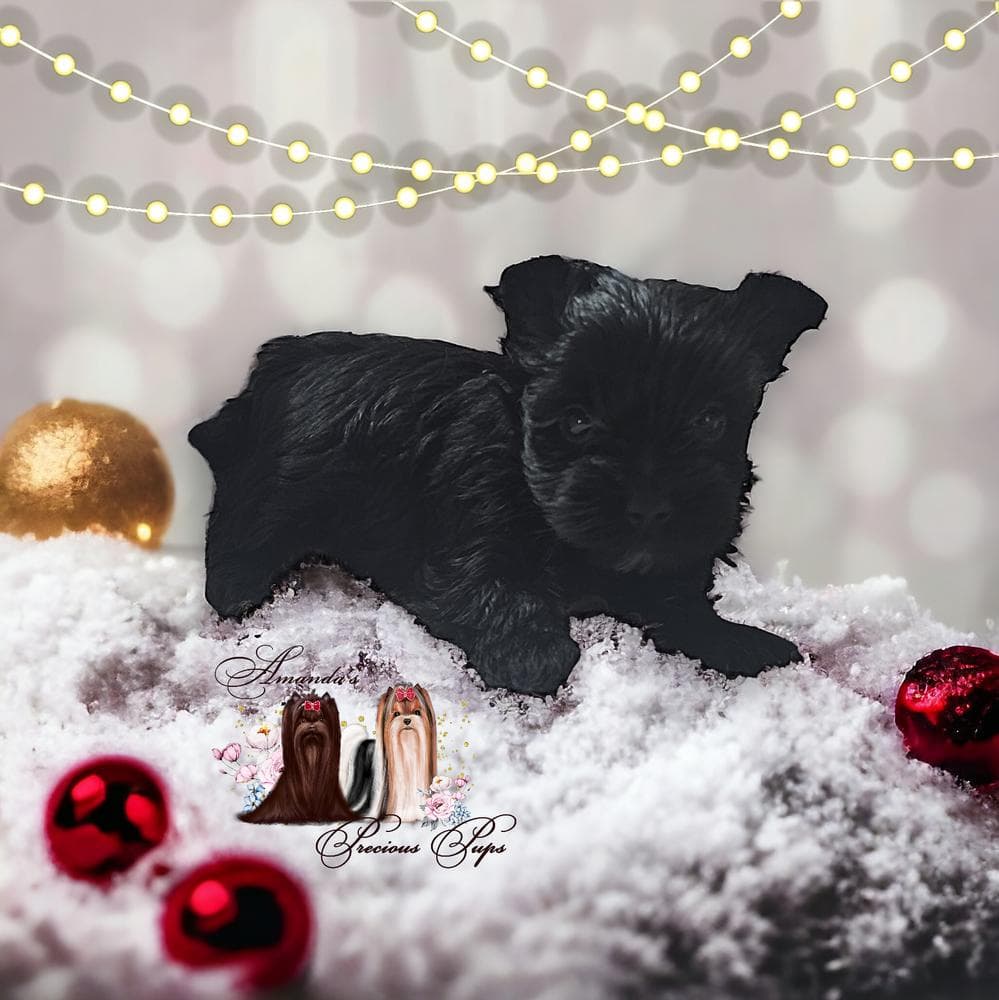 Mia breeder image 24