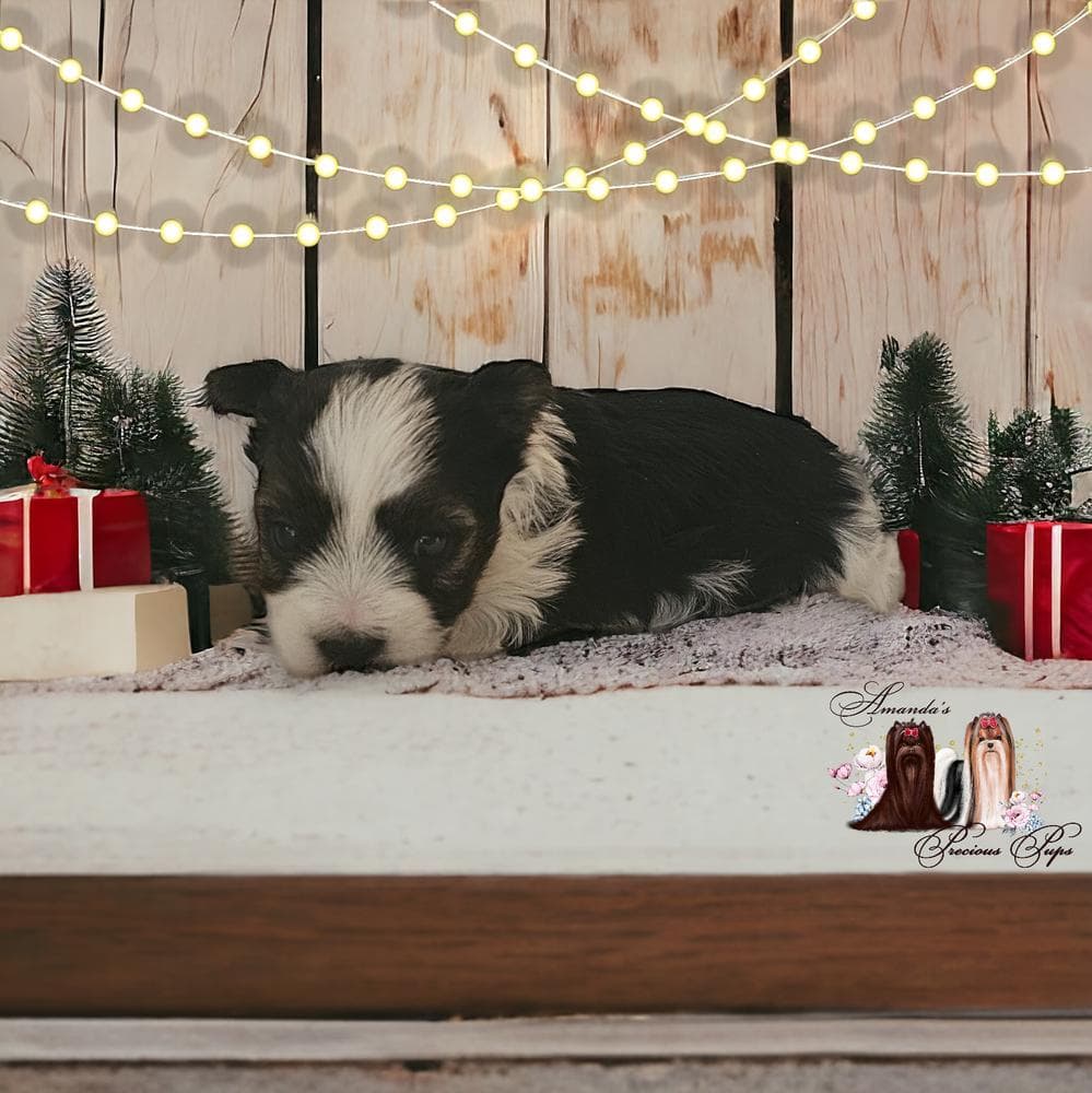 Mia breeder image 25